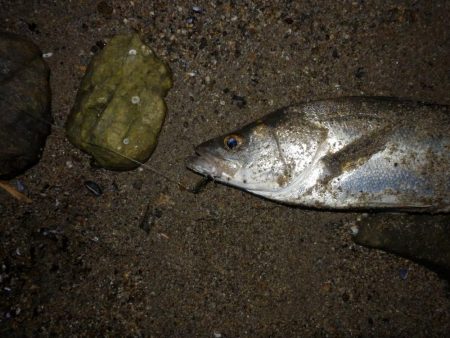 どシャロー‼ボトムごりごり‼